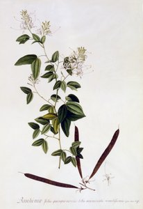 Bauhinia by Georg Dionysius Ehret